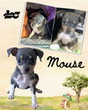 Mouse (Puppy)
