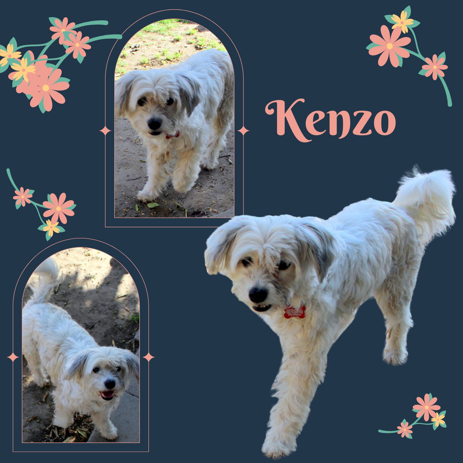 Chien Rizzy Kenzo (Ritzy)'s Web Page