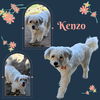 Kenzo (Ritzy)