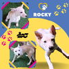 Rocky (Puppy)