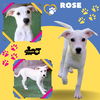 Rose (Puppy)
