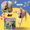 Rain (Puppy)