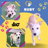 Ruby (Puppy)