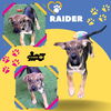 Raider (Puppy)