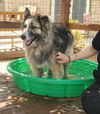 Enya (GrandPaws)