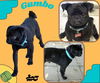 Gumbo (Ritzy)