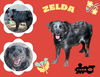 Zelda