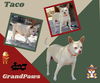 Taco (GrandPaws)