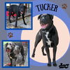 Tucker