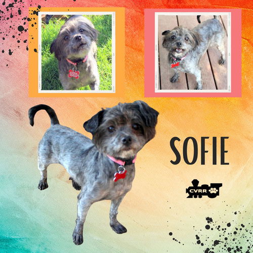 Sofie (Ritzy)