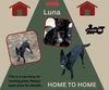 *Luna* HOME TO HOME