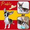Pablo (Puppy)