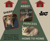*Sherri Abbey and Princess* HOME TO HOME