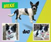 Wilkie
