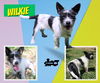 Wilkie