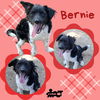 Bernie