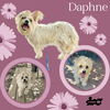 Daphne