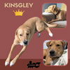 Kingsley