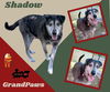 Shadow (GrandPaws)