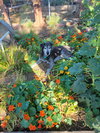 Shadow (GrandPaws) - Photo 4
