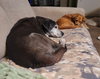 Shadow (GrandPaws)