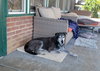 Shadow (GrandPaws)