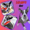 Shady (Puppy)