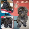 Jefferson (Puppy)