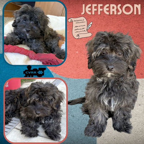 Jefferson (Puppy)