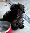 Jefferson (Puppy)
