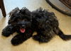 Jefferson (Puppy)