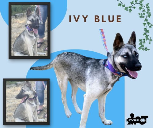 Ivy Blue
