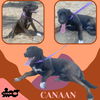 Canaan