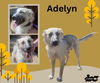 Adelyn