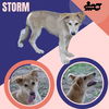 Storm (Puppy)