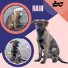 Rain (Puppy)
