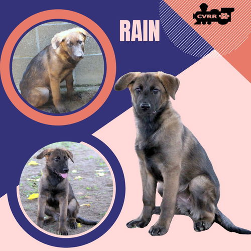 Rain (Puppy)