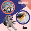 Summer (Puppy)