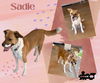 Sadie