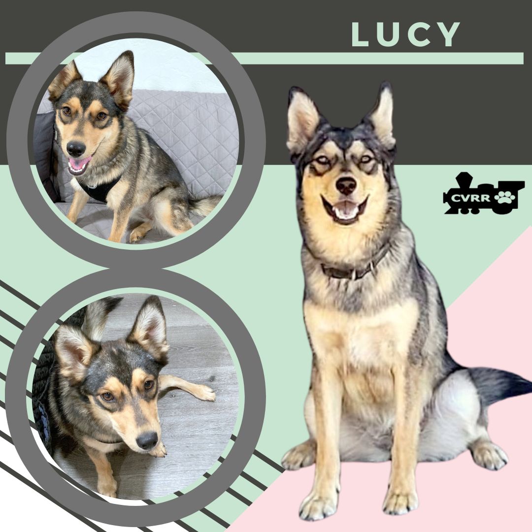 adoptable Dog in Lindsay, CA named Lucy