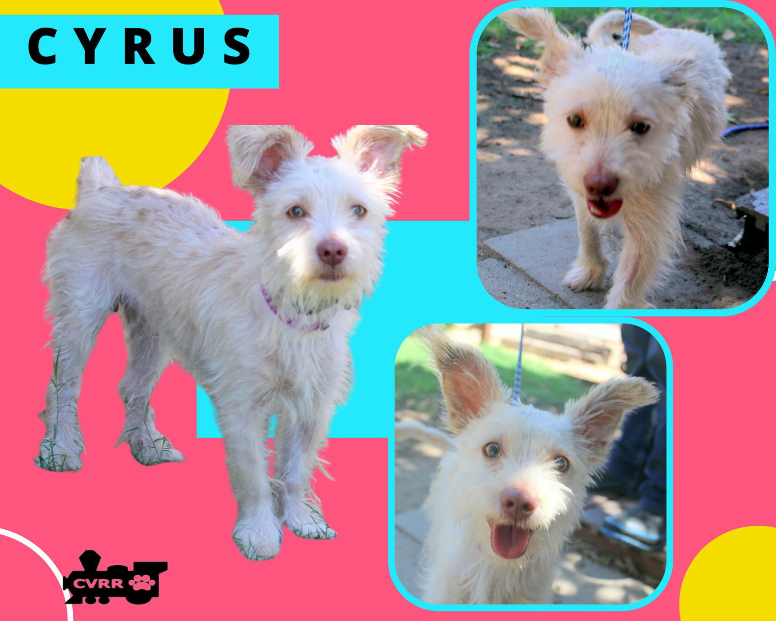 adoptable Dog in Lindsay, CA named Cyrus