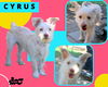 Cyrus
