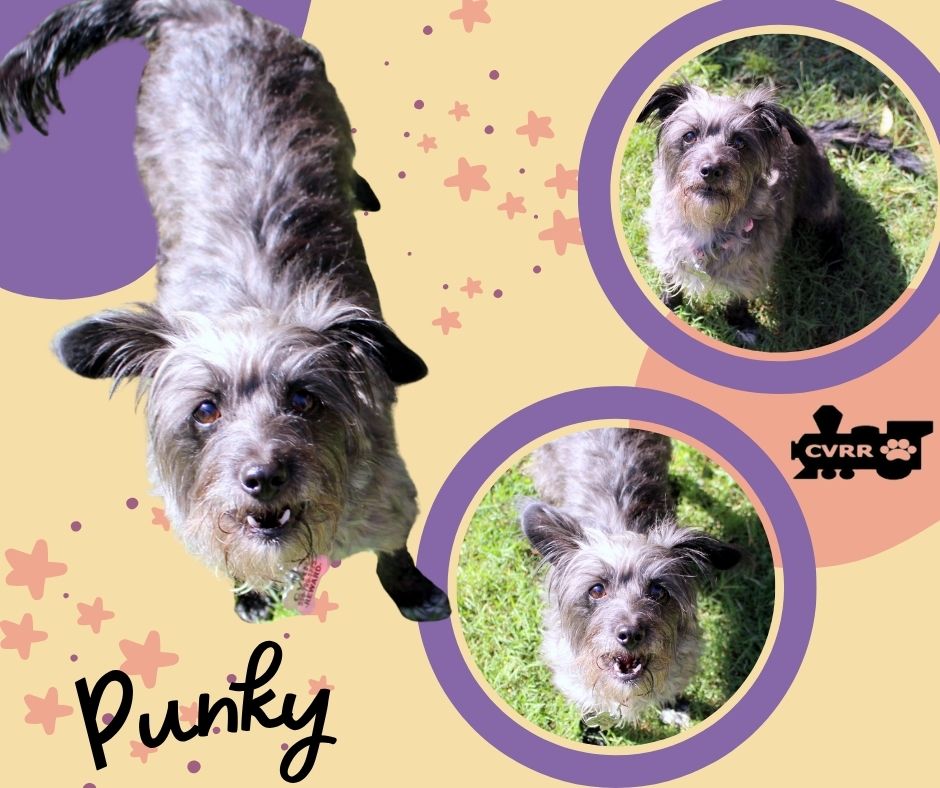 adoptable Dog in Lindsay, CA named Punky