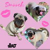 adoptable Dog in  named Smooch (Ritzy)
