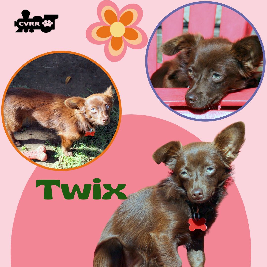 adoptable Dog in Lindsay, CA named Twix