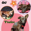 adoptable Dog in  named Twix