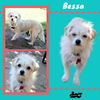 Bessa