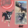 adoptable Dog in lindsay, CA named Dante