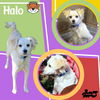 adoptable Dog in lindsay, CA named Halo