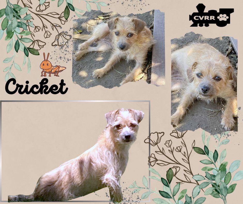 adoptable Dog in Lindsay, CA named Cricket